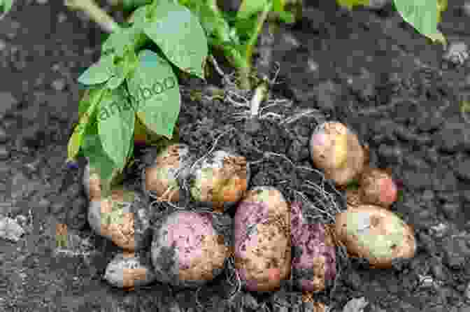 A Close Up Of A Potato Plant The New Of Apples: The Definitive Guide To Over 2000 Varieties