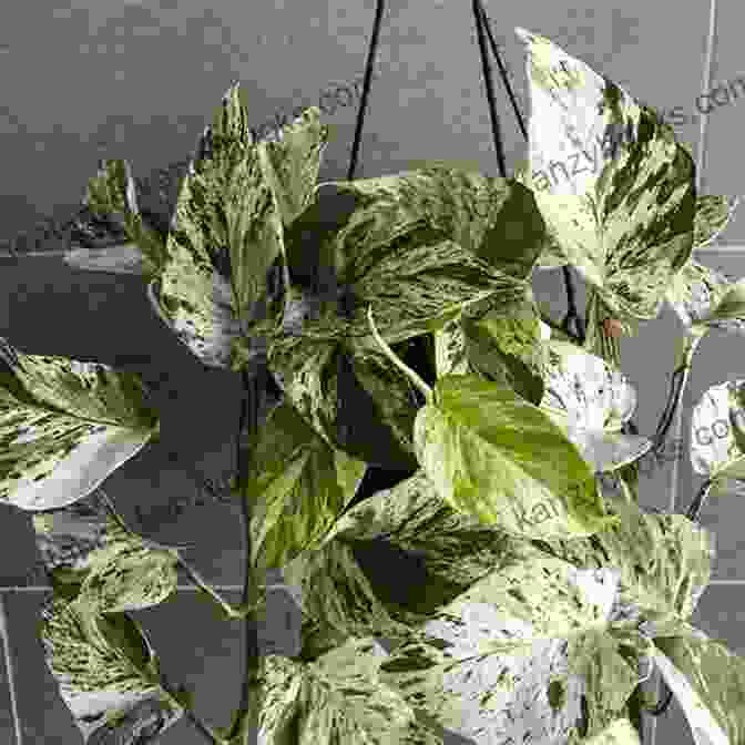 A Variety Of Pothos Plants, Including Golden Pothos, Marble Queen Pothos, Neon Pothos, Manjula Pothos, And Satin Pothos The Ultimate Guide To Pothos Plants: Epipremnum Philodendron Scindapsus Varieties Care Propagation