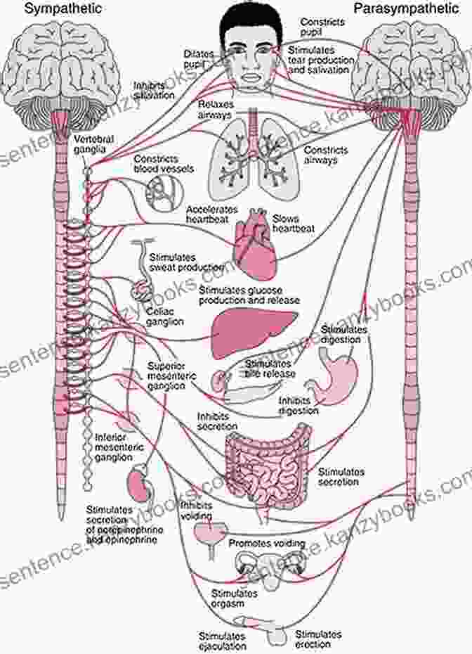 Diagram Of The Nervous System Showing Neuropathy The Newest Healing Neuropathy Cookbook: Essential Meal Recipes To Heal Nerve Pain Restore Healthy Living