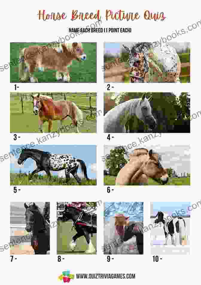 Interactive Quiz On Horse Breeds Horse : Its Me Horse ( Animal Encyclopedia) (It S Me Series)