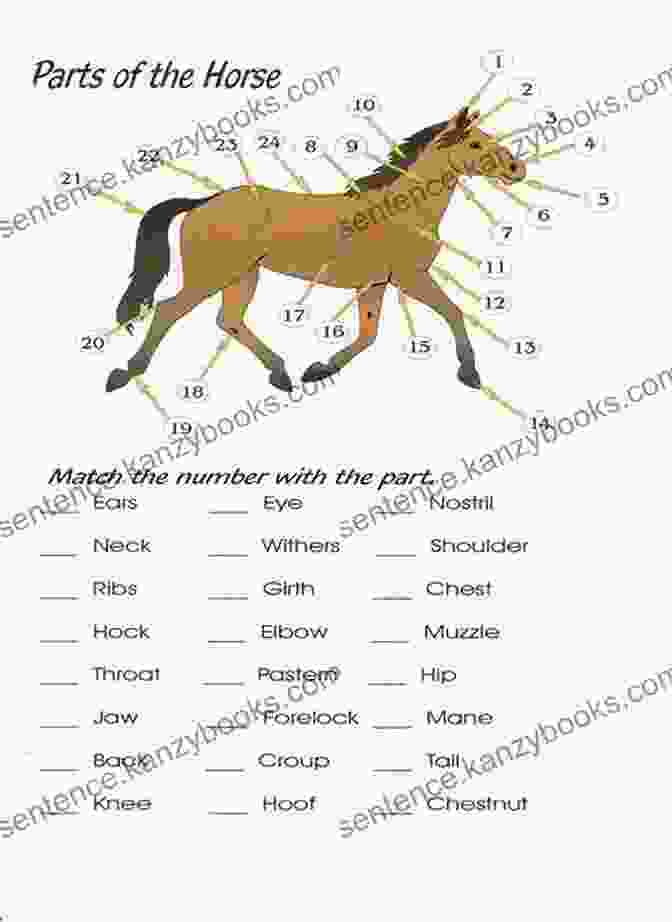 Lesson Plan On Horse Breeds For Educators Horse : Its Me Horse ( Animal Encyclopedia) (It S Me Series)