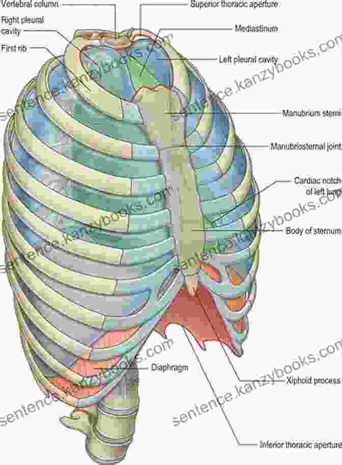 Thoracic Anatomy: A Comprehensive Overview The Thorax: An Integrated Approach