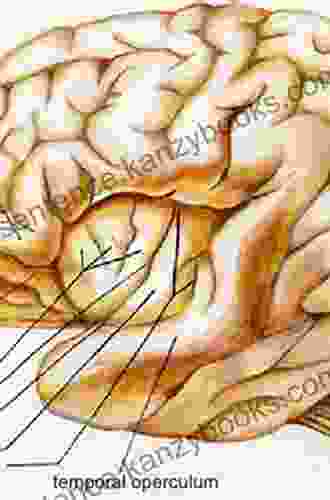 Island Of Reil (Insula) In The Human Brain: Anatomical Functional Clinical And Surgical Aspects